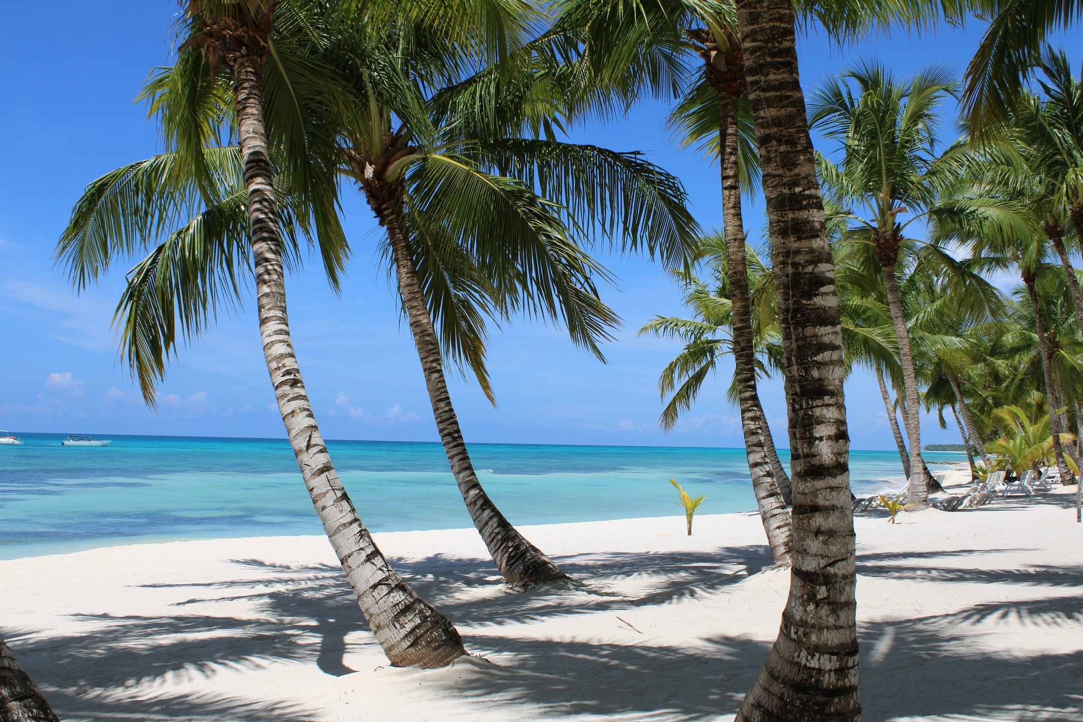 Palm-lined beach resort in Punta Cana