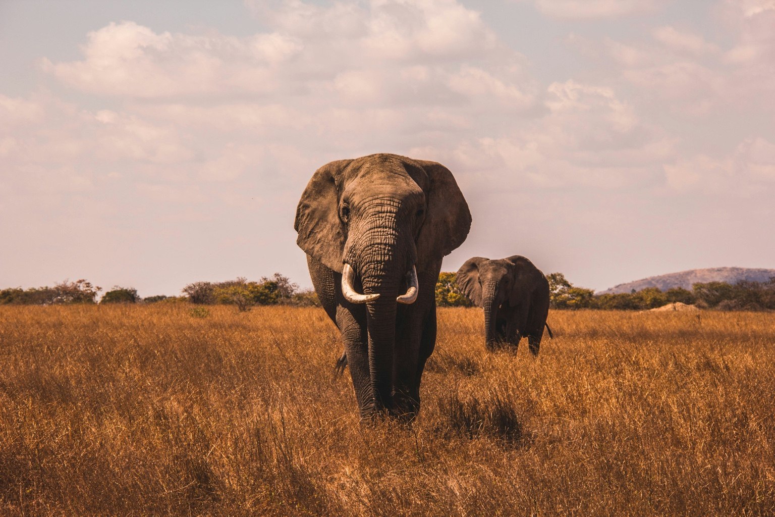 Elephants crossing the African savannah