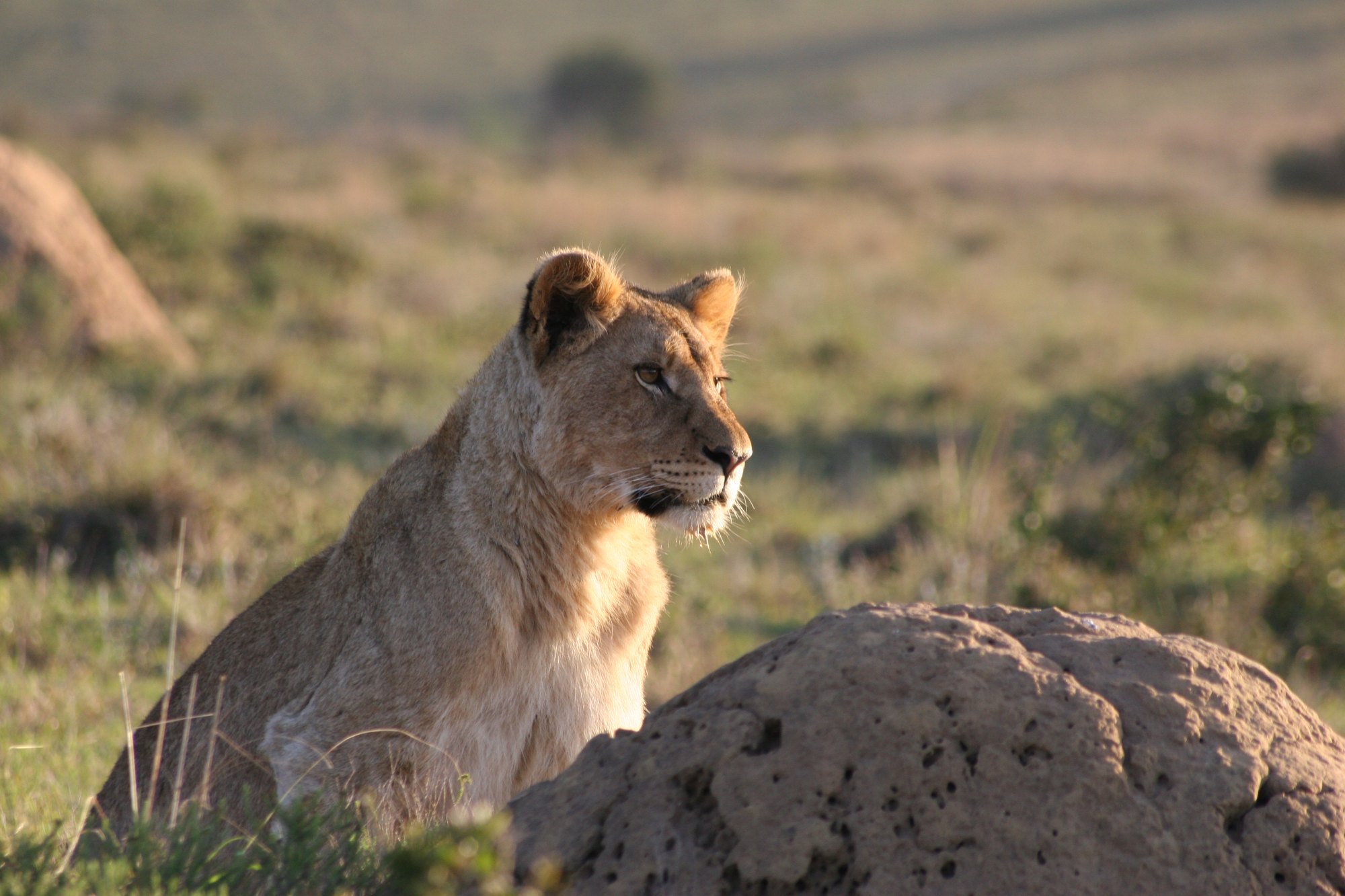 Lioness photographed on safari during Twilight Travel's own travels